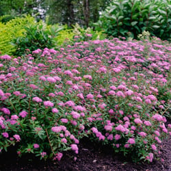 Poprocks&reg; Petite Spirea