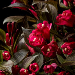Electric Love&reg; Weigela