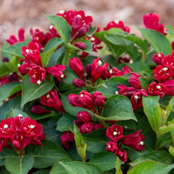 Maroon Swoon&reg; Weigela