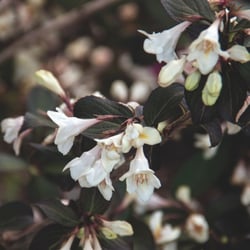 Tuxedo&trade; Weigela