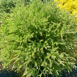 Mr. Bowling Ball Arborvitae
