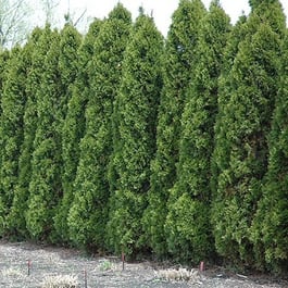 Wintergreen Arborvitae for Sale | Thuja Privacy Hedge