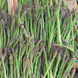 Jersey Giant Asparagus Jersey Giant Asparagus