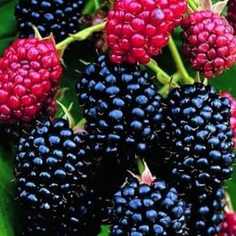blackberry-darrow-600x600.jpg