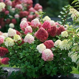 hydrangea-little-lime-punch_2_.jpg