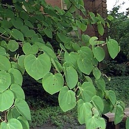 katsuratree_foliage_square.jpg