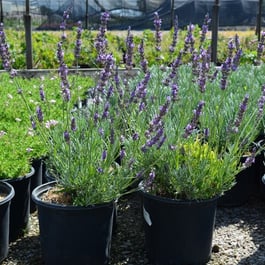 Phenomenal Lavender | Lavandula x intermedia PHENOMENAL ('Niko' PP24193) |  McKay Nursery
