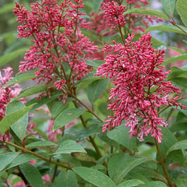 lilac-james-macfarlane-600x600