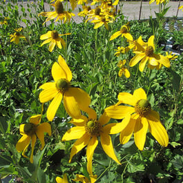 rudbeckia-autumn-sun-600x600-1.jpg