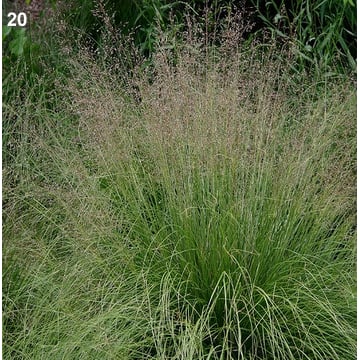 Prairie Dropseed Grass