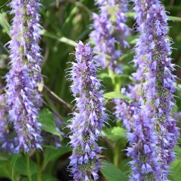 Agastache Blue Fortune Giant Hyssop