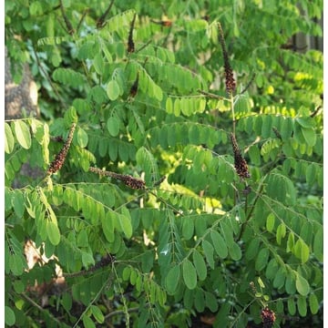 False Indigo Bush