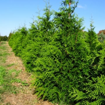 Green Giant Arborvitae