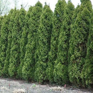 Wintergreen Arborvitae