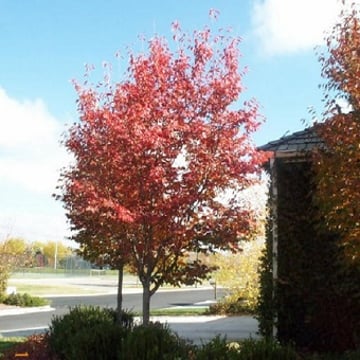 Autumn Brilliance® Tree Form