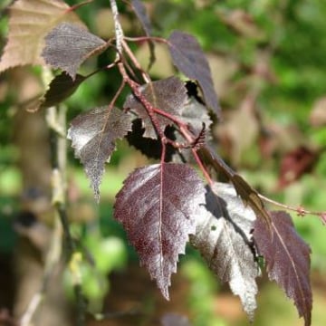 Royal Frost® Birch