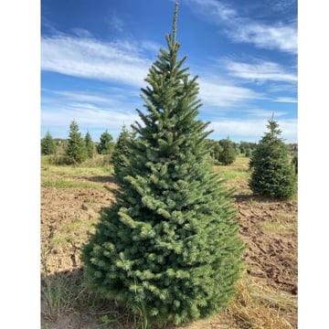Black Hills Spruce