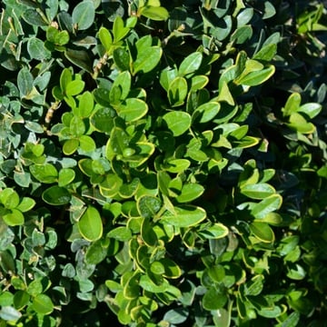 Green Mountain Boxwood Column