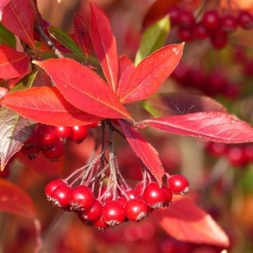 Brilliant Red Chokeberry