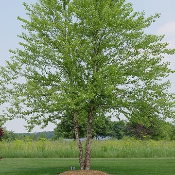 River Birch Clump