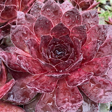 Maroon Mountain Hens and Chicks