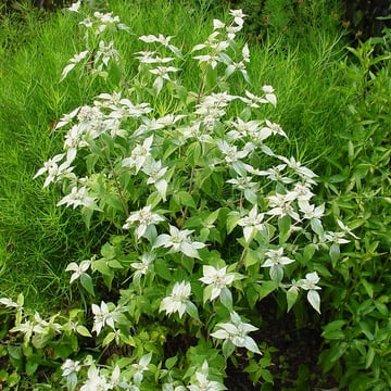 Clustered Mountain Mint