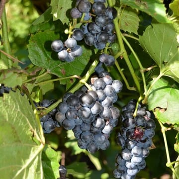 Concord Grape