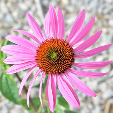Purple Coneflower