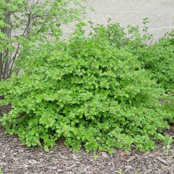 Green Mound Alpine Currant