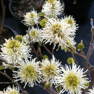 Dwarf Fothergilla flowers