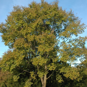 Triumph Elm