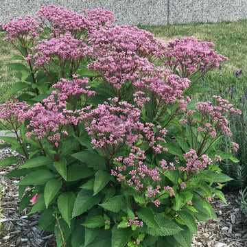 Euphoria™ Ruby Joe-Pye Weed