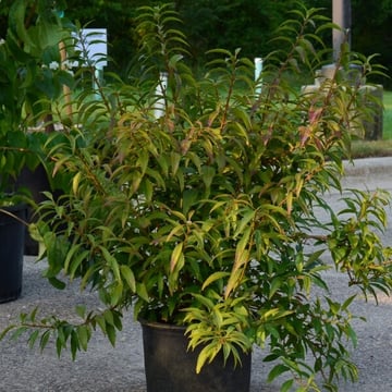 Gold Cluster™ Forsythia