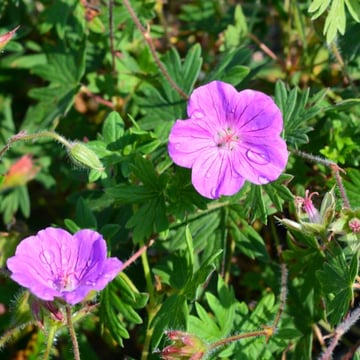 Tiny Monster Geranium