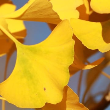 Presidential Gold® Ginkgo