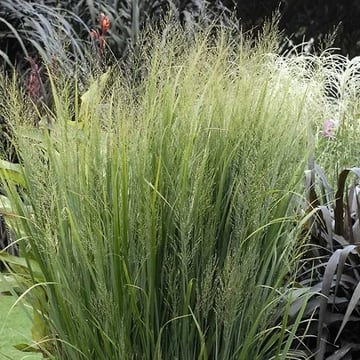 Northwind Switchgrass