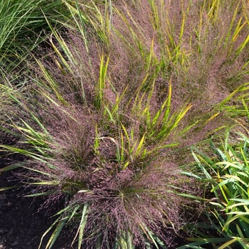 Purple Lovegrass