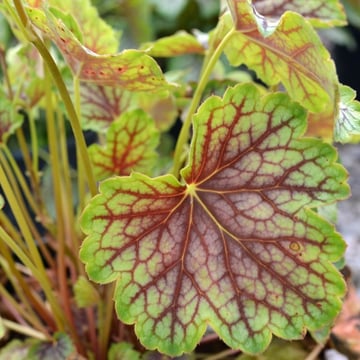 Green Spice Coralbells