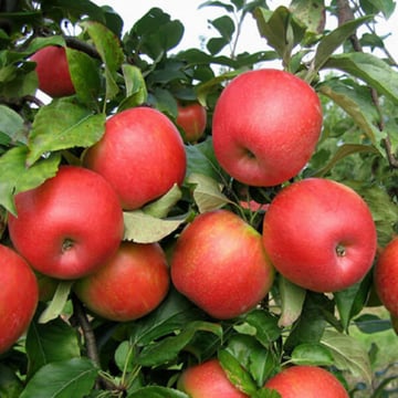 Semi-Dwarf Honeycrisp Apple