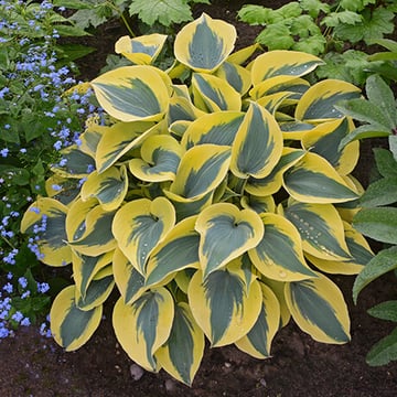 Autumn Frost Hosta