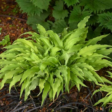 Mature Curly Fries Hosta