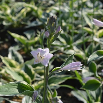 Patriot Hosta