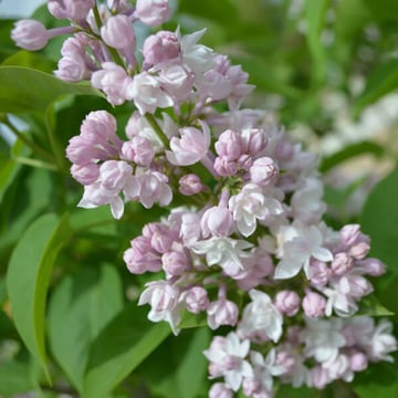 Beauty of Moscow Lilac