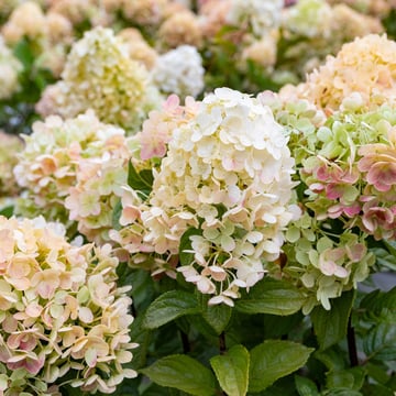Little Lime Punch Hydrangea Tree