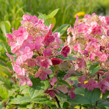 Little Quick Fire Hydrangea Tree Form