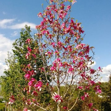 Mercury® Magnolia