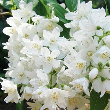New Jersey Tea Blooms Closeup