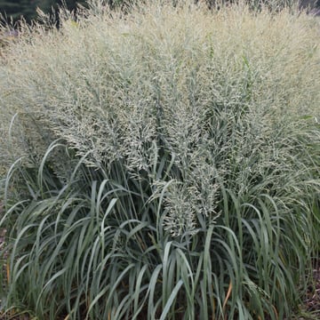 Niagara Falls Switchgrass