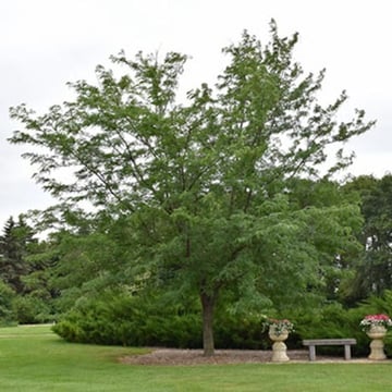 Northern Acclaim® Honeylocust
