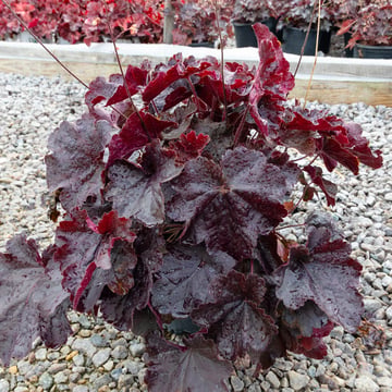 Northern Exposure Black Coral Bells 